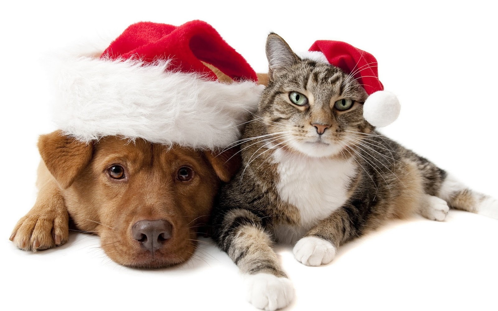 christmas wallpaper with a cat and a dog wearing christmas hats hd cat