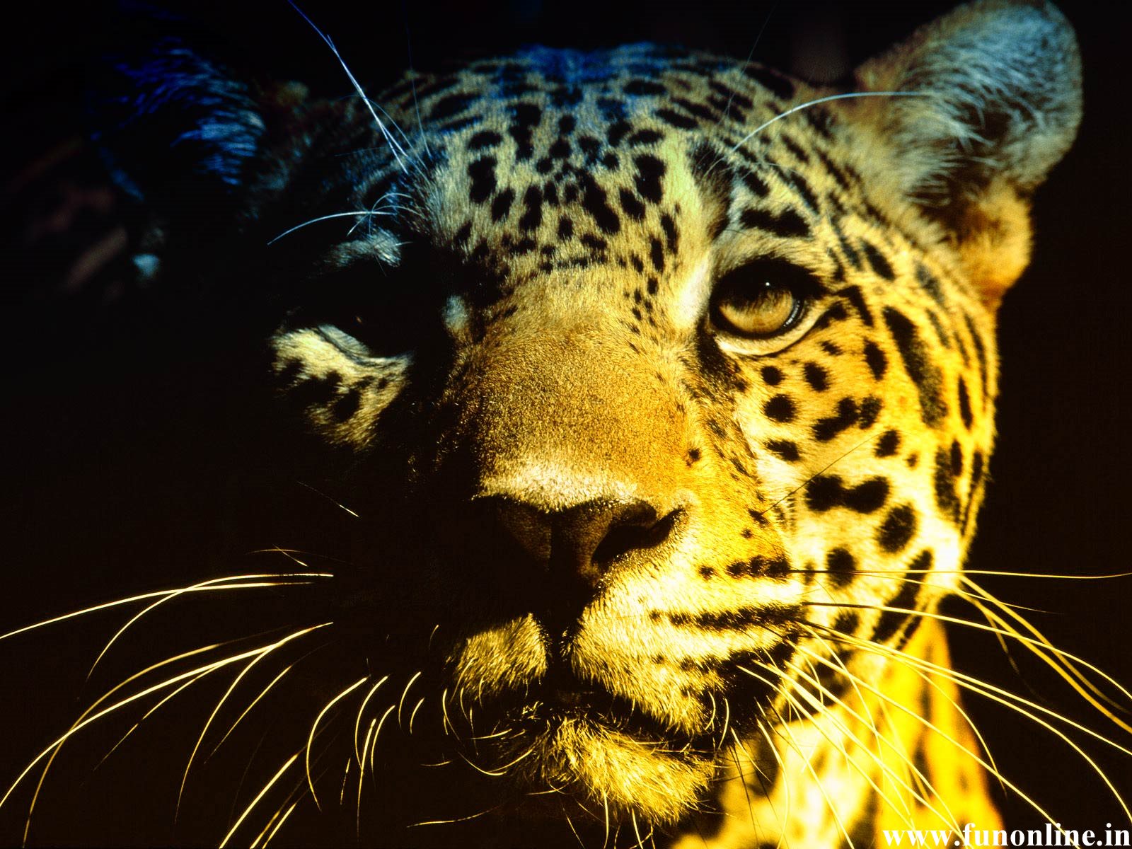 Jaguar Animal Desktop Background