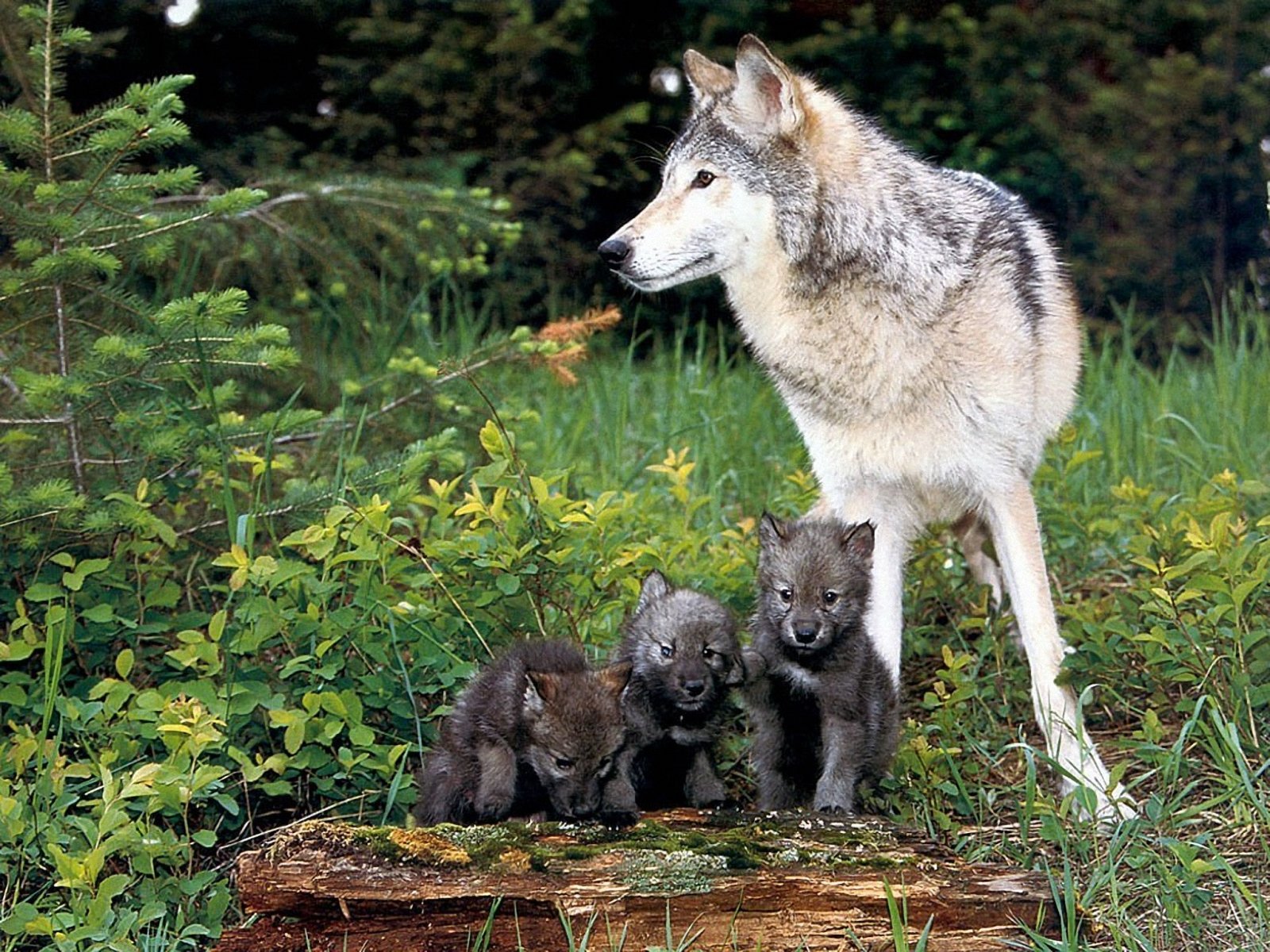 Wolf Baby Wallpaper Pictures
