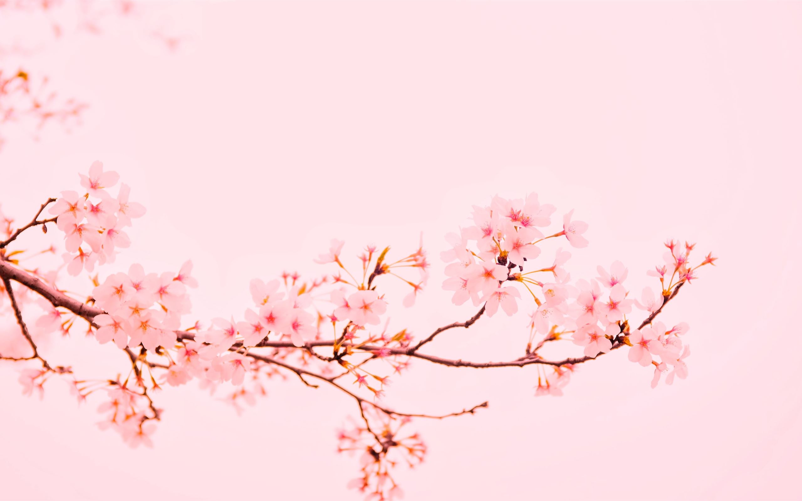 Pink Flowers At Bloom Macbook Air Wallpaper Allmacwallpaper