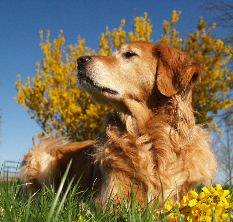 dog Golden Retriever Spring has sprung Animals Dogs HD Desktop
