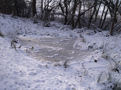 Frozen Pond Photo Sharing