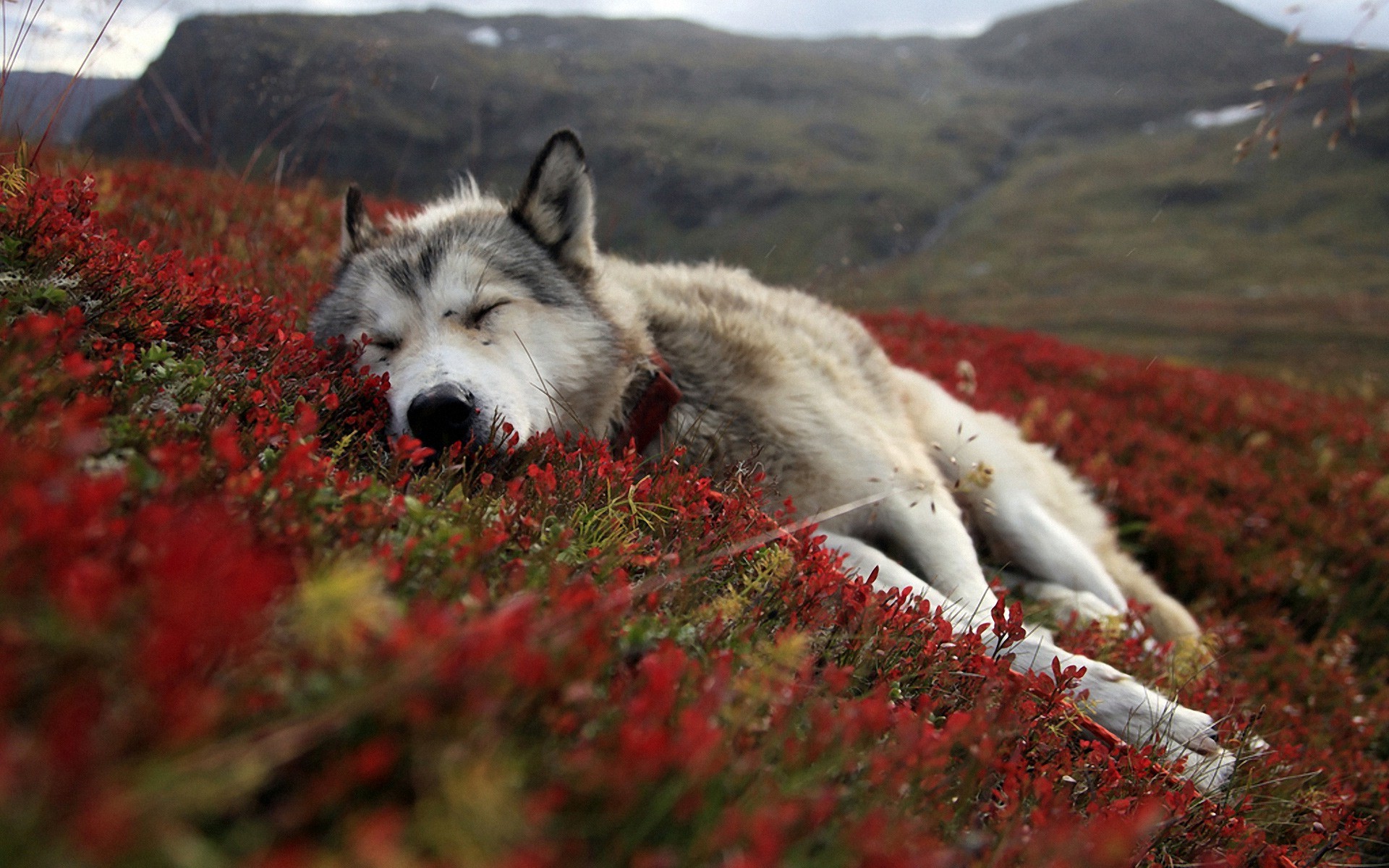 Awesome Aesthetic Wolf Wallpaper