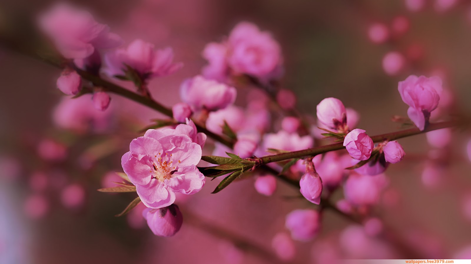 🔥 [46+] Japanese Cherry Blossoms Wallpaper | WallpaperSafari