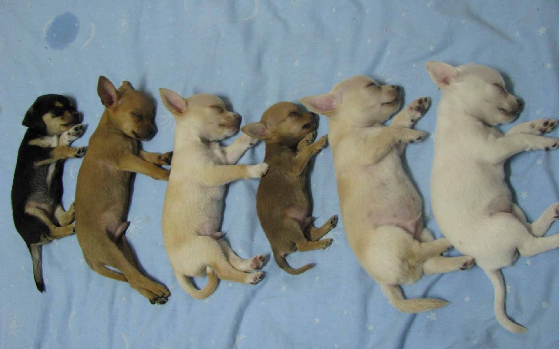Chihuahua Wallpaper Animals