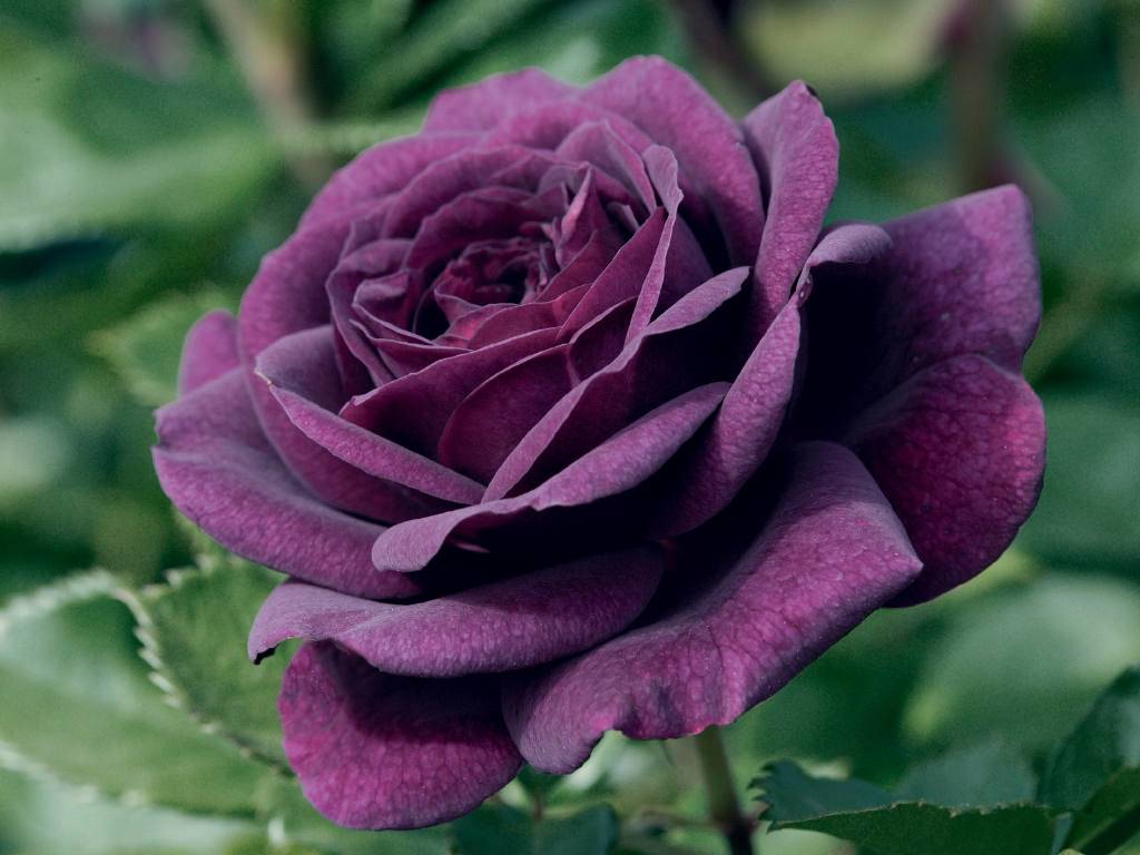 A close-up photograph of a deep purple rose in full bloom. The velvety petals are tightly layered, creating a rich and luxurious texture. The background consists of soft-focus green foliage, emphasizing the vibrant color of the rose