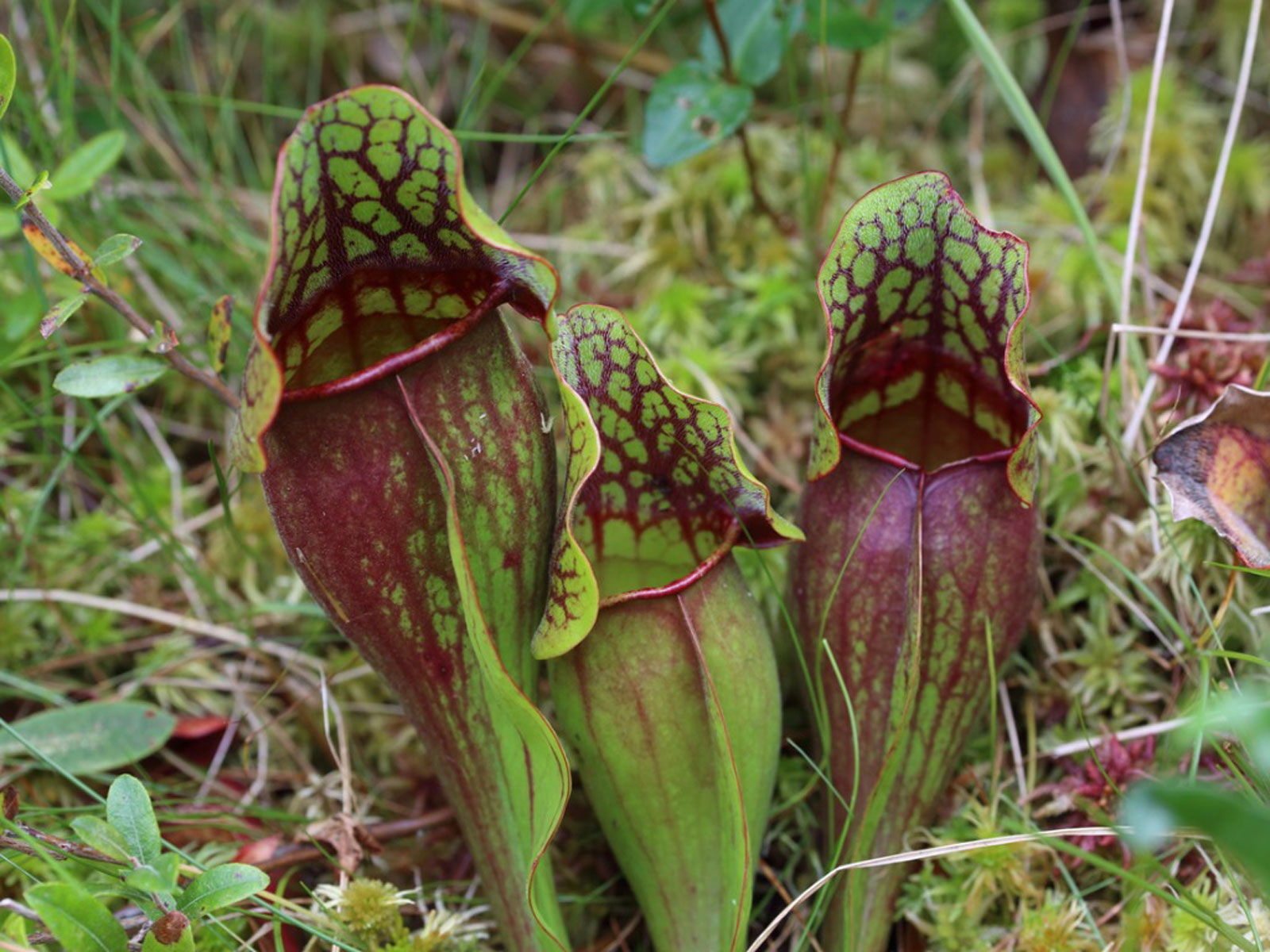 Pitcher Plant Care Growing Different Types Of Plants