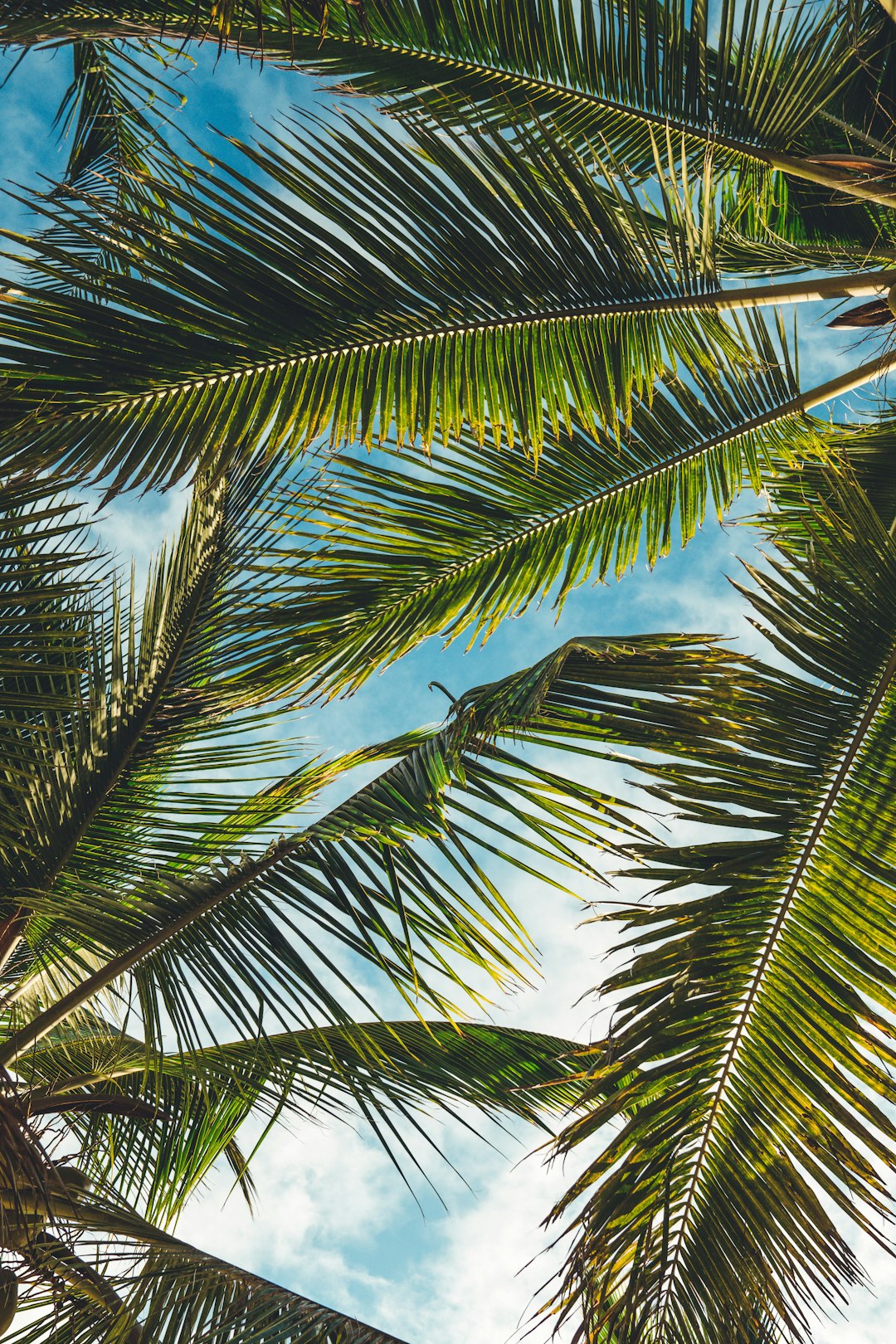 Palm Tree Picture Wallpaper