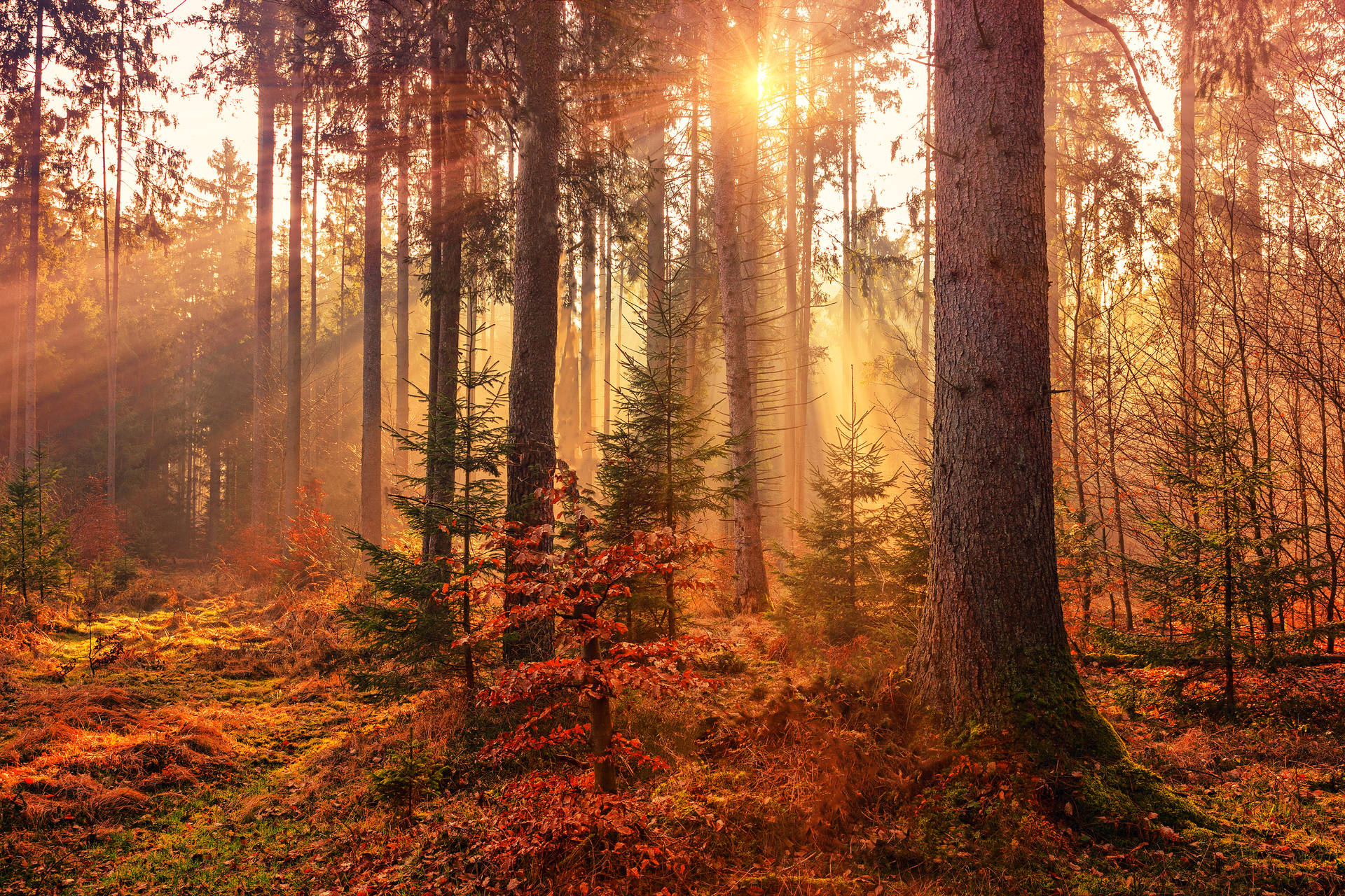 4k Autumn Wallpaper