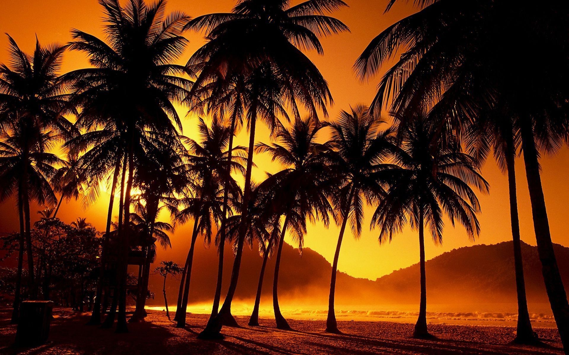 Beach Palm Trees Wallpaper
