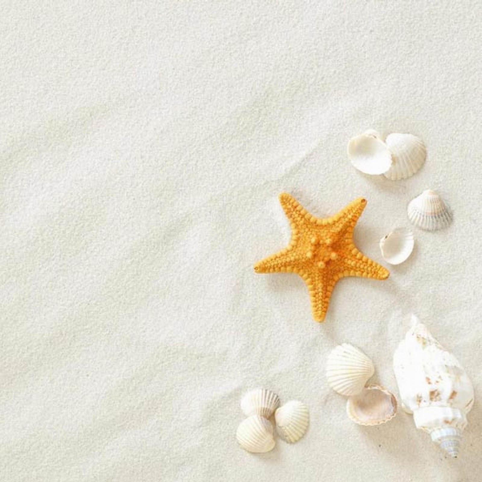 Starfish On The Beach Wallpaper HD Wallpaperlepi