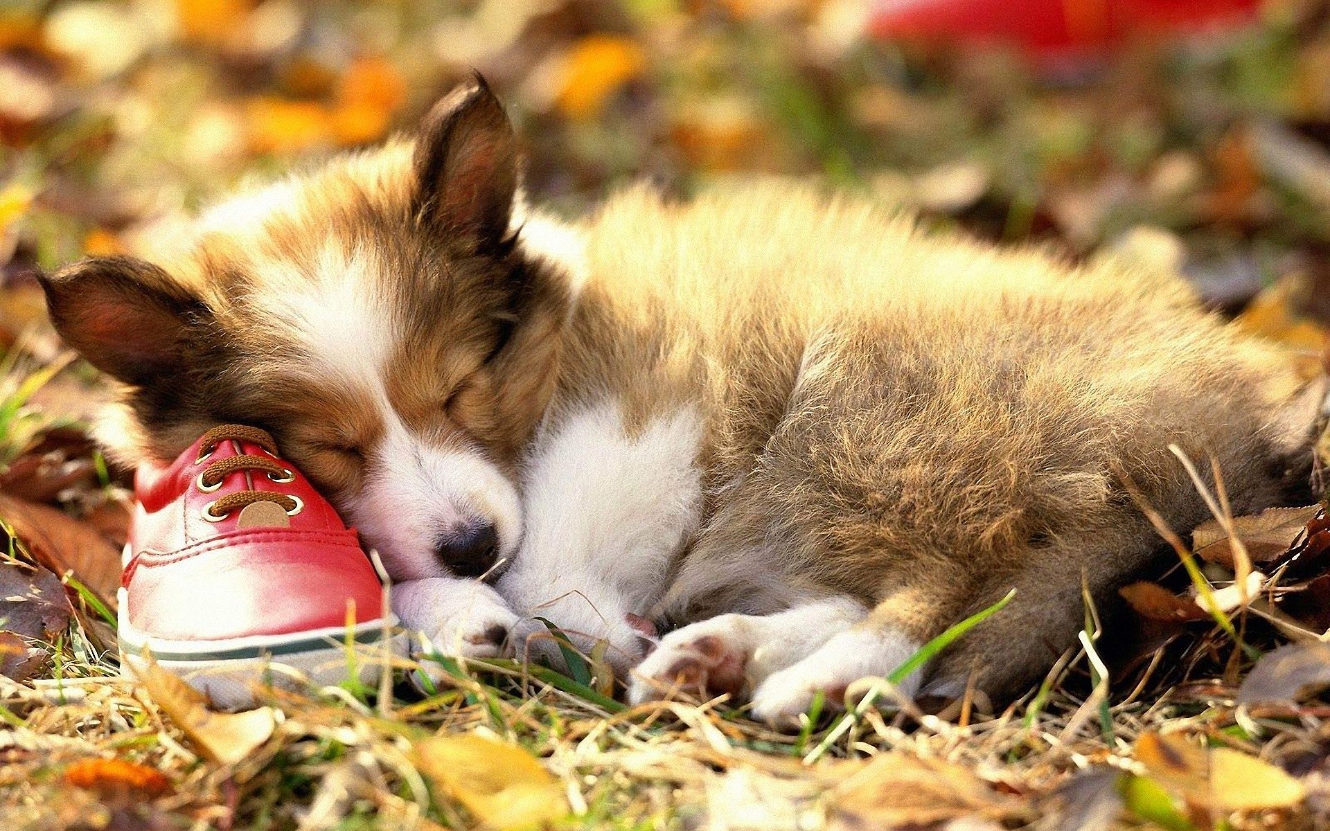 Hund Der Welt Wallpaper F R Ios Sheltie Shetland Sheepdog