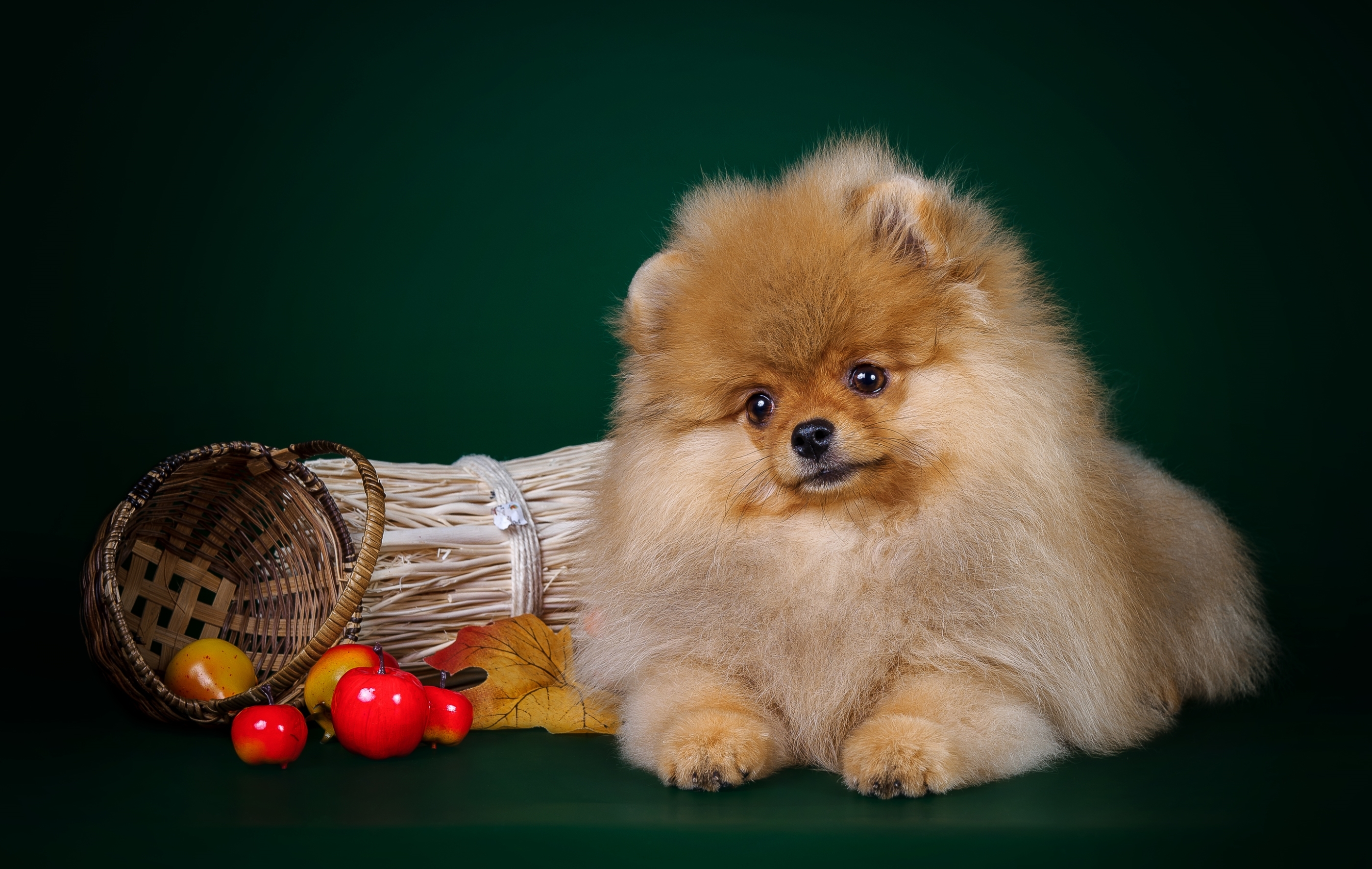 Pomeranian HD Wallpaper