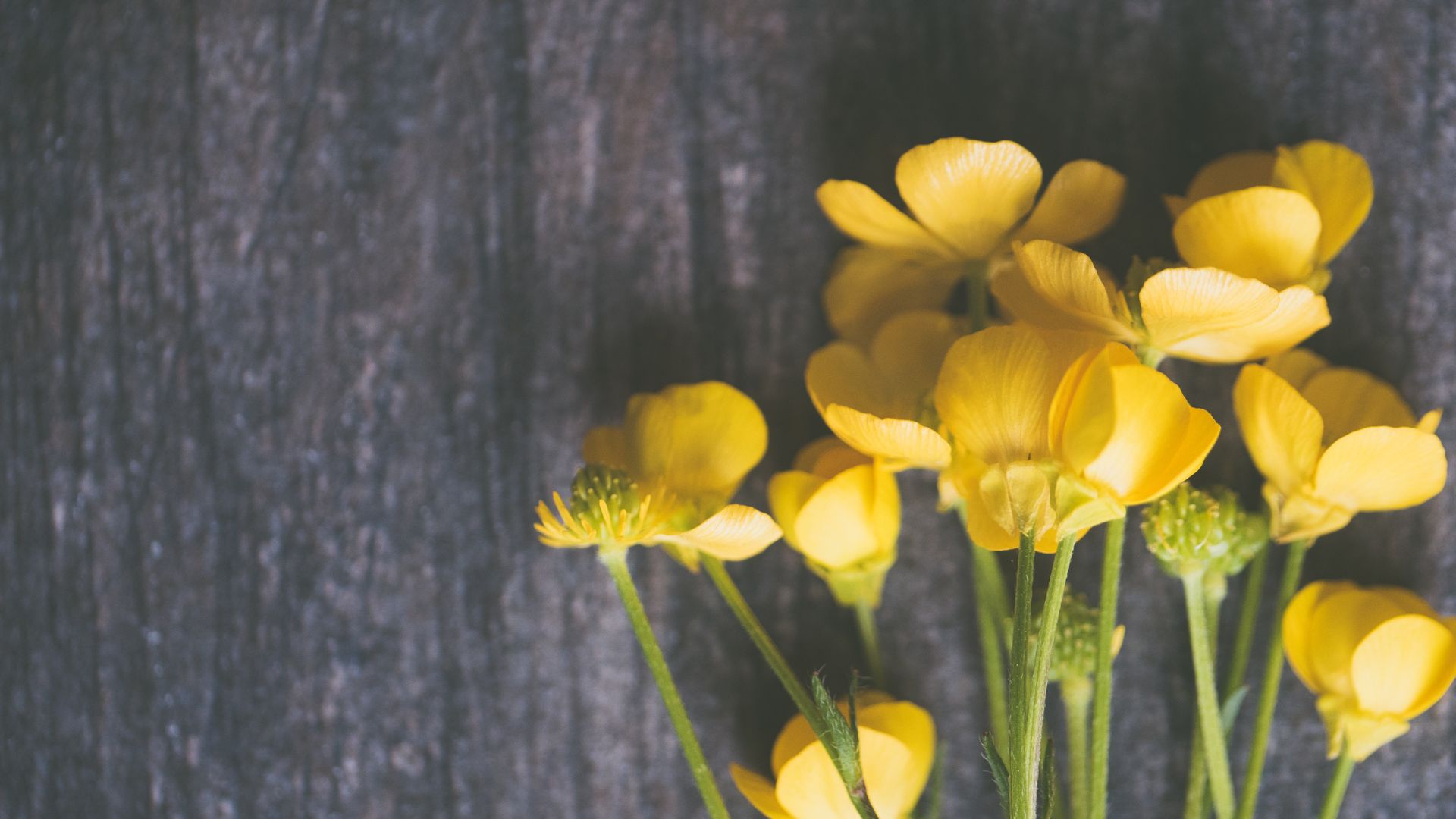 Yellow Buttercup Flowers On Grey Surface Photo Wallpaper