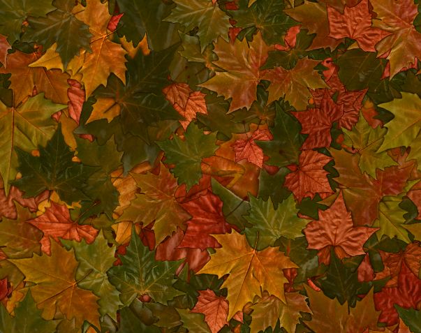 Fall Leaves Autumn Leaf Seamless Background Colorful