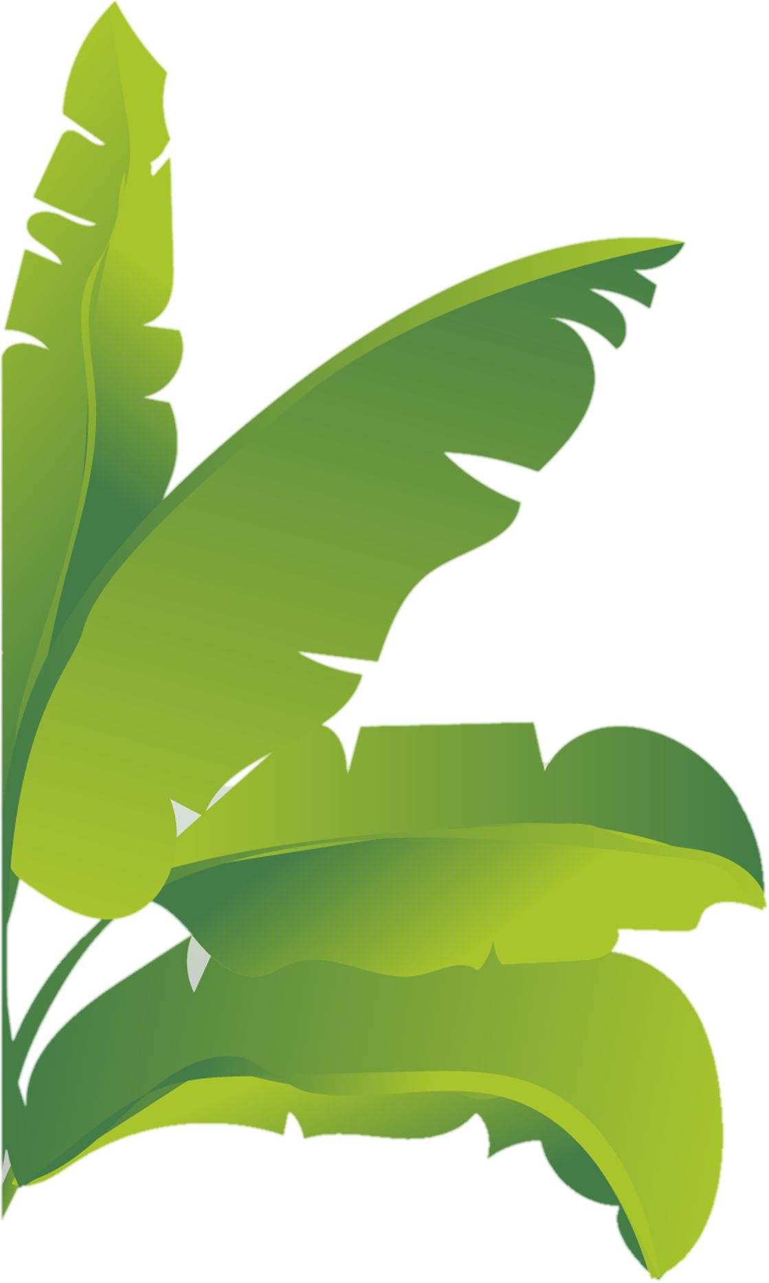 Banana Leaf Image Png Wallpaper