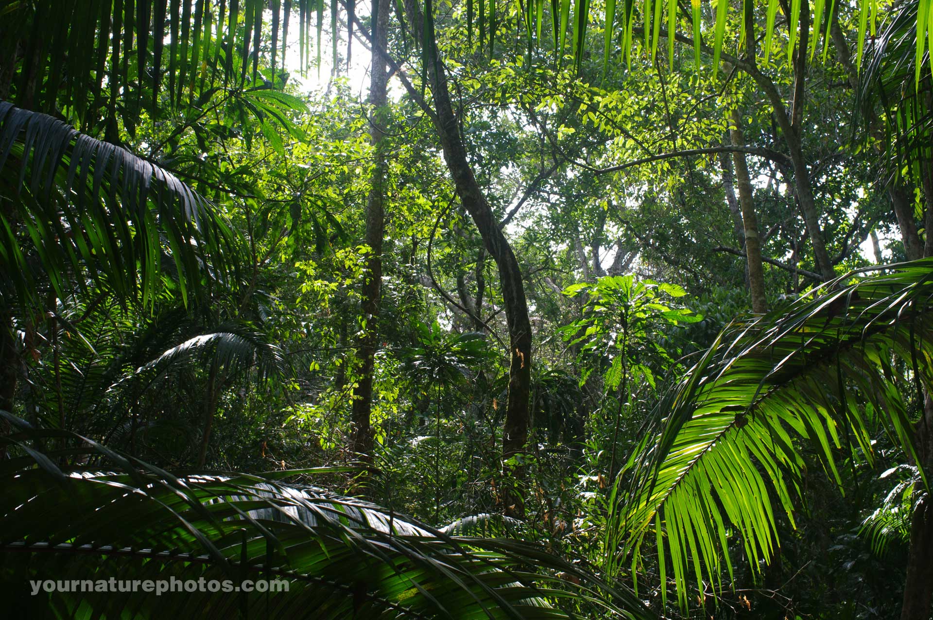 Jungle Scene Panama Rainforest Yournaturephotos HD