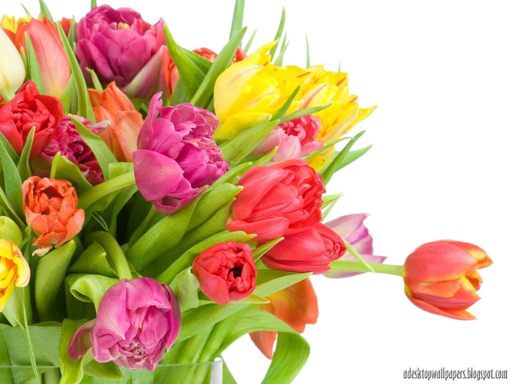 Tulip Flower Desktop Wallpaper Pc