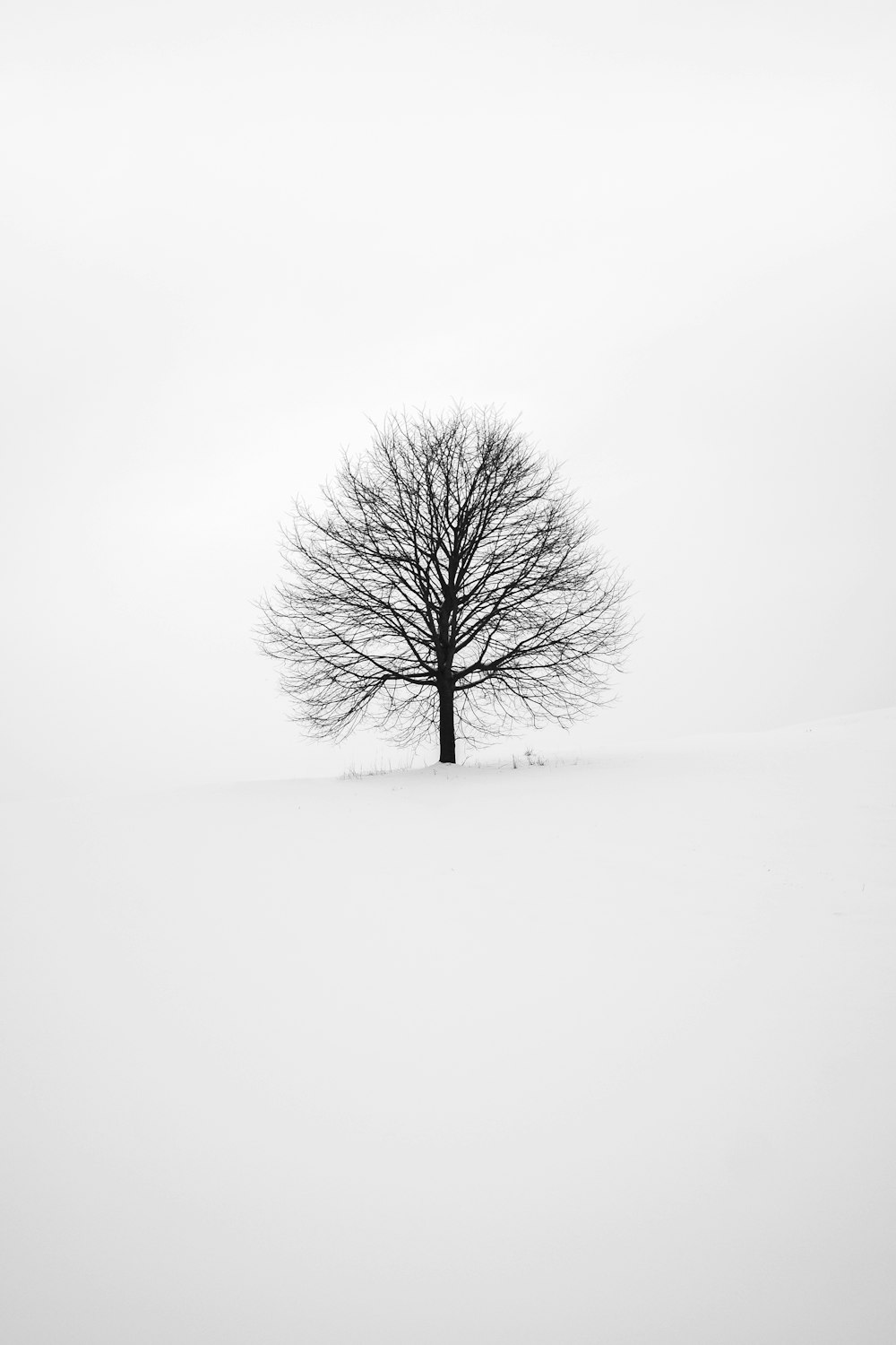 Photo 9fe481d36ec3 Wallpaper