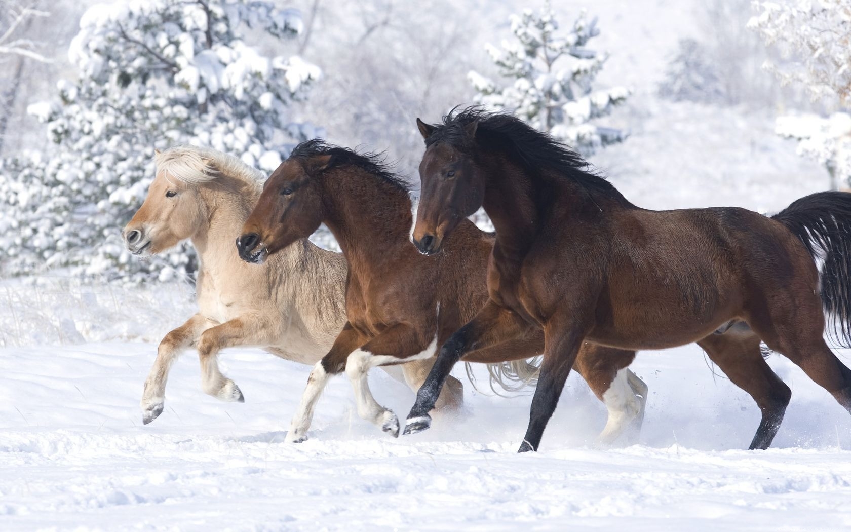 Horses Running In The Snow Wallpaper