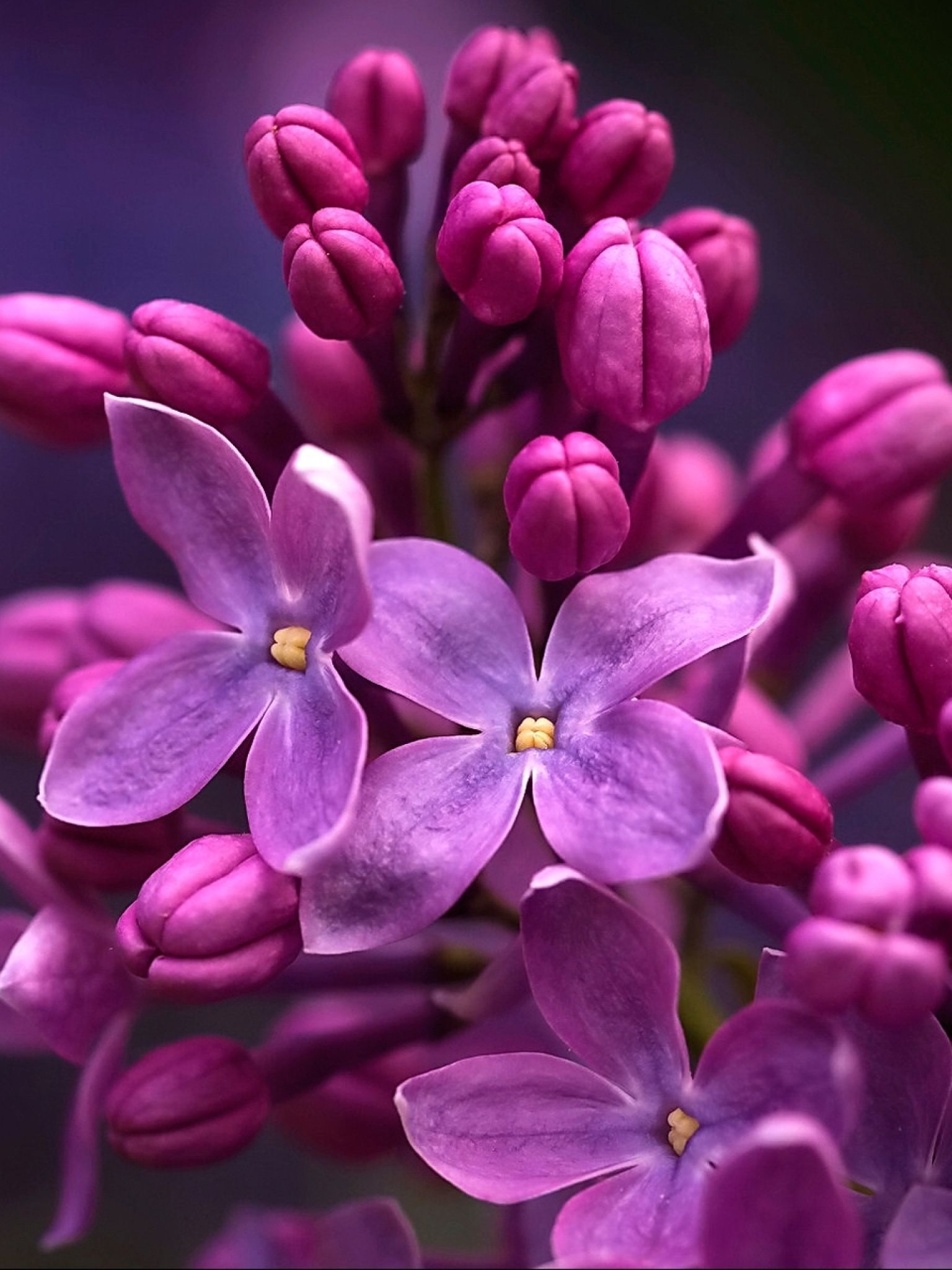 Violet Aesthetic Wallpaper