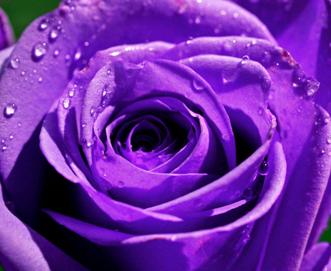 Purple Rose Wallpaper Desktop - WallpaperSafari