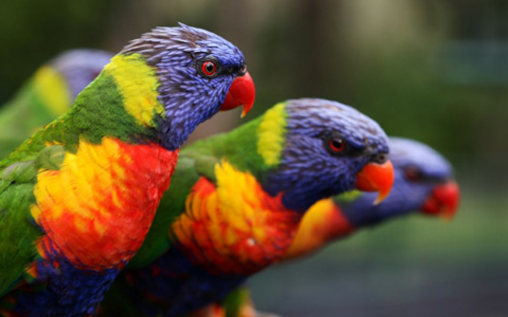 Rainbow Lorikeet HD Wallpaper Background Image Id