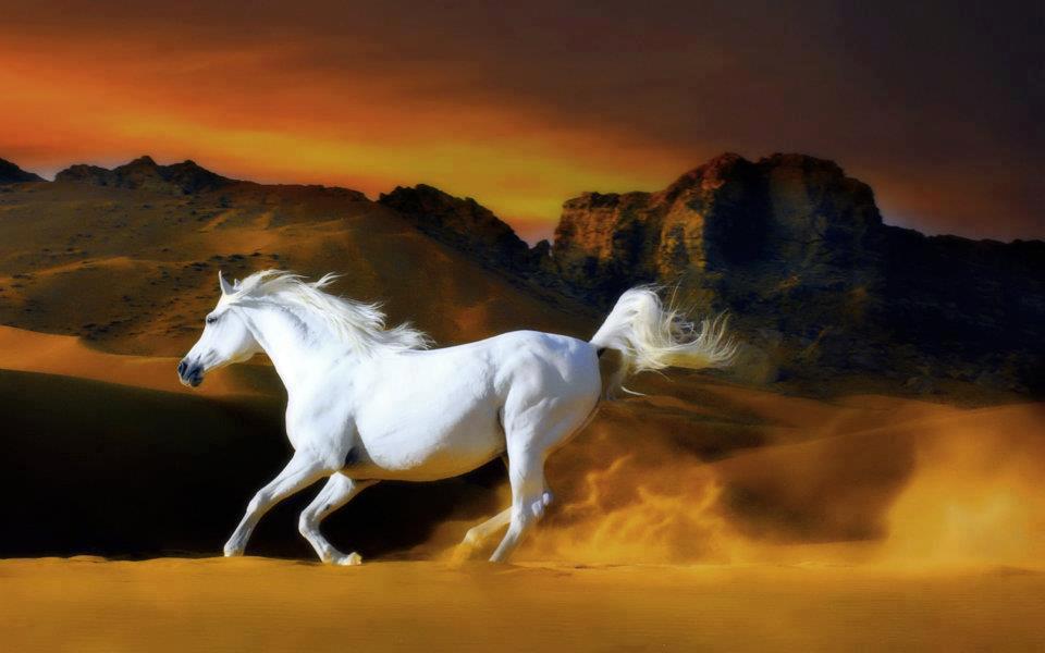 World Most Beautiful Horse Animal White Color Picture HD Wal