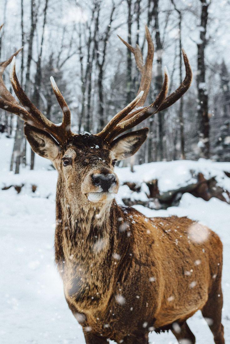 Animal Photography Deer Wallpaper Animals Wild