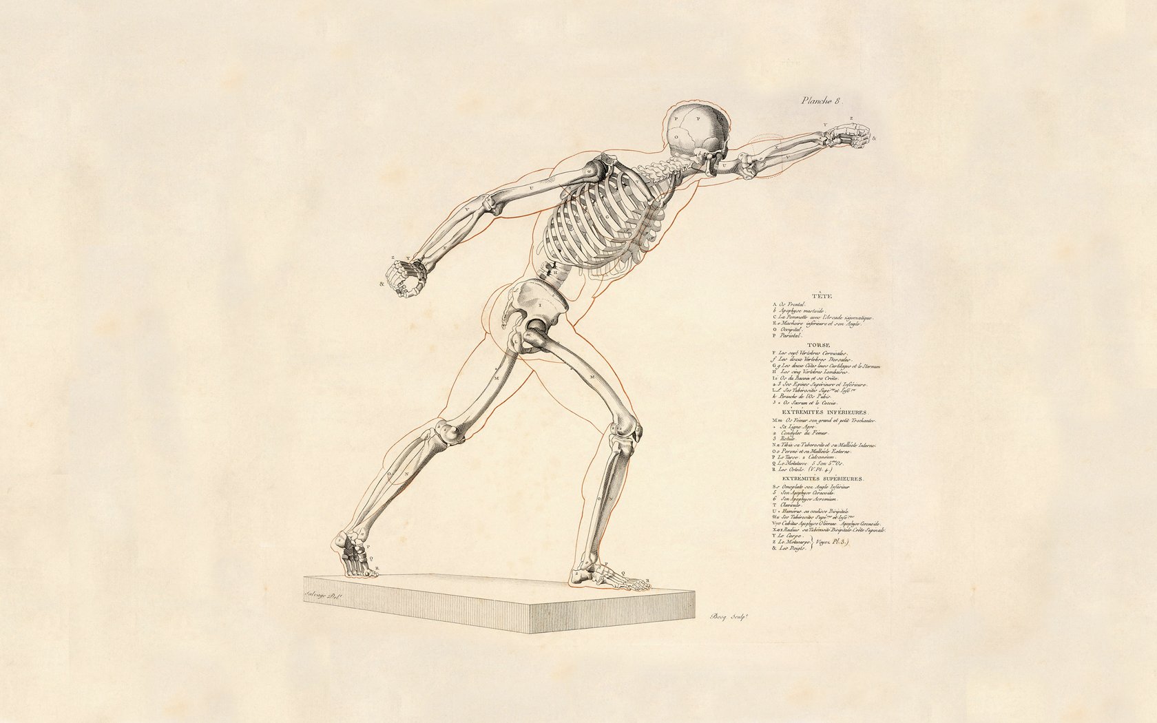 Human Anatomy Wallpaper Human anatomy