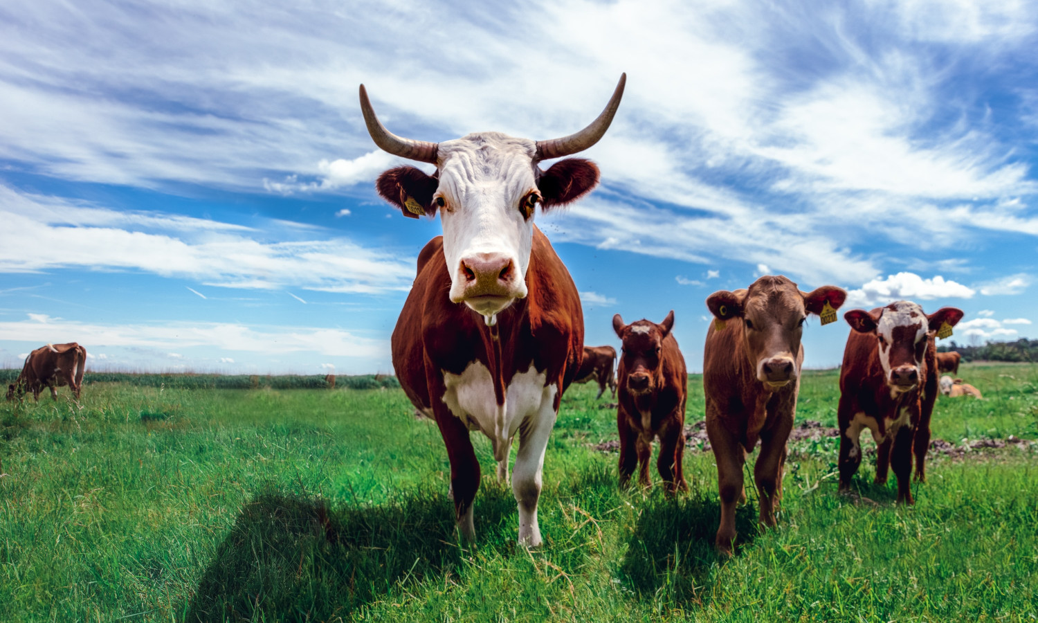 Innovative Livestock Farmers Who Are Shaping The Future Of