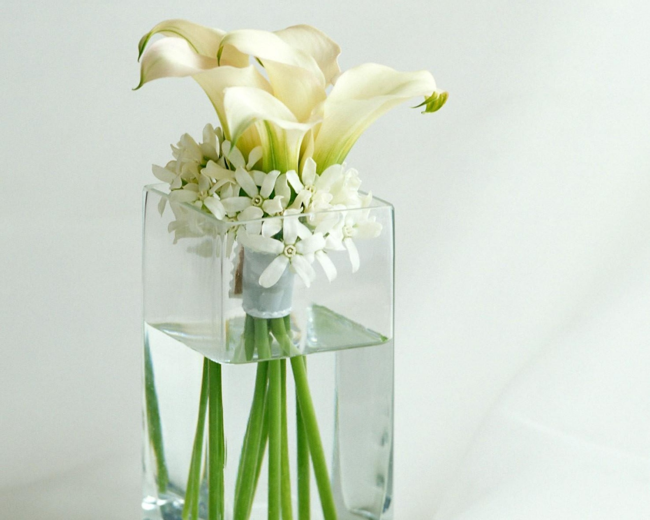 Flowers White Flower Vase Water Wallpaper Background
