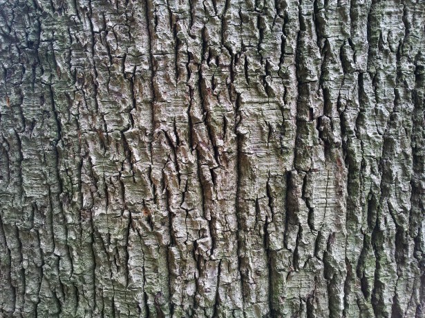 Old Tree Bark Wallpaper Tropical Stock Photo Public Domain