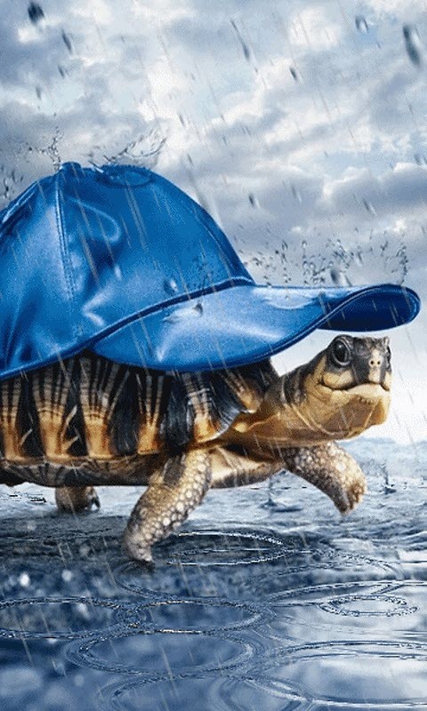 Funny Turtle Live Wallpaper Android