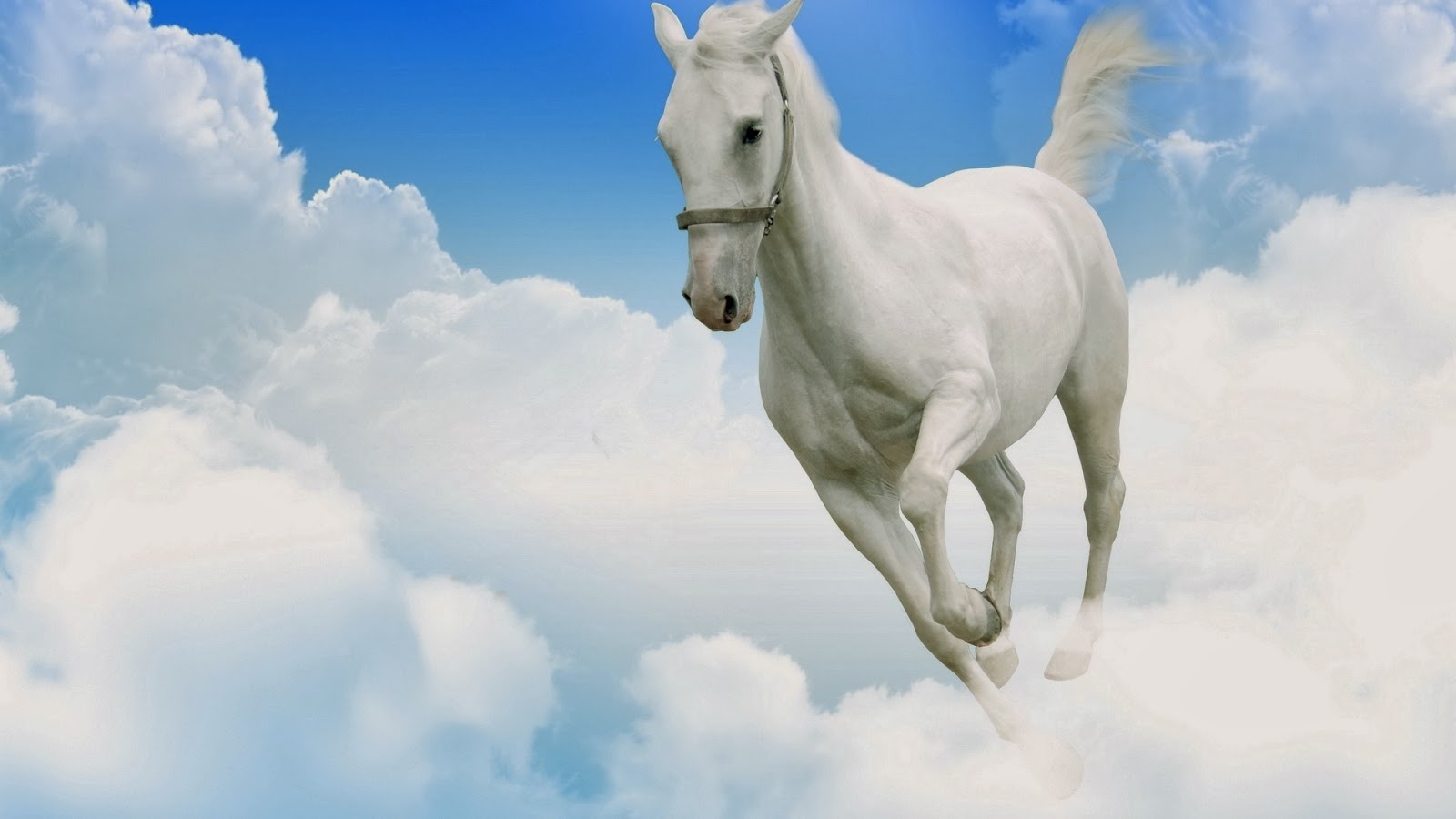 White Horse Wallpapers Wide Wallpapers For You