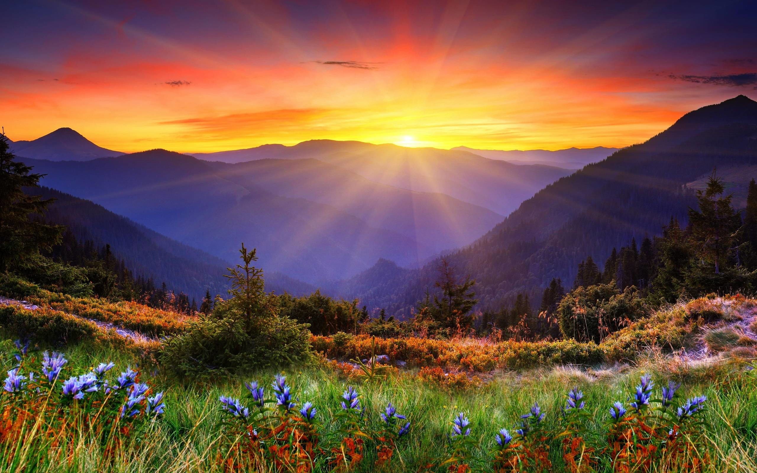 Sunrise over a mountain valley with wildflowers in the foreground