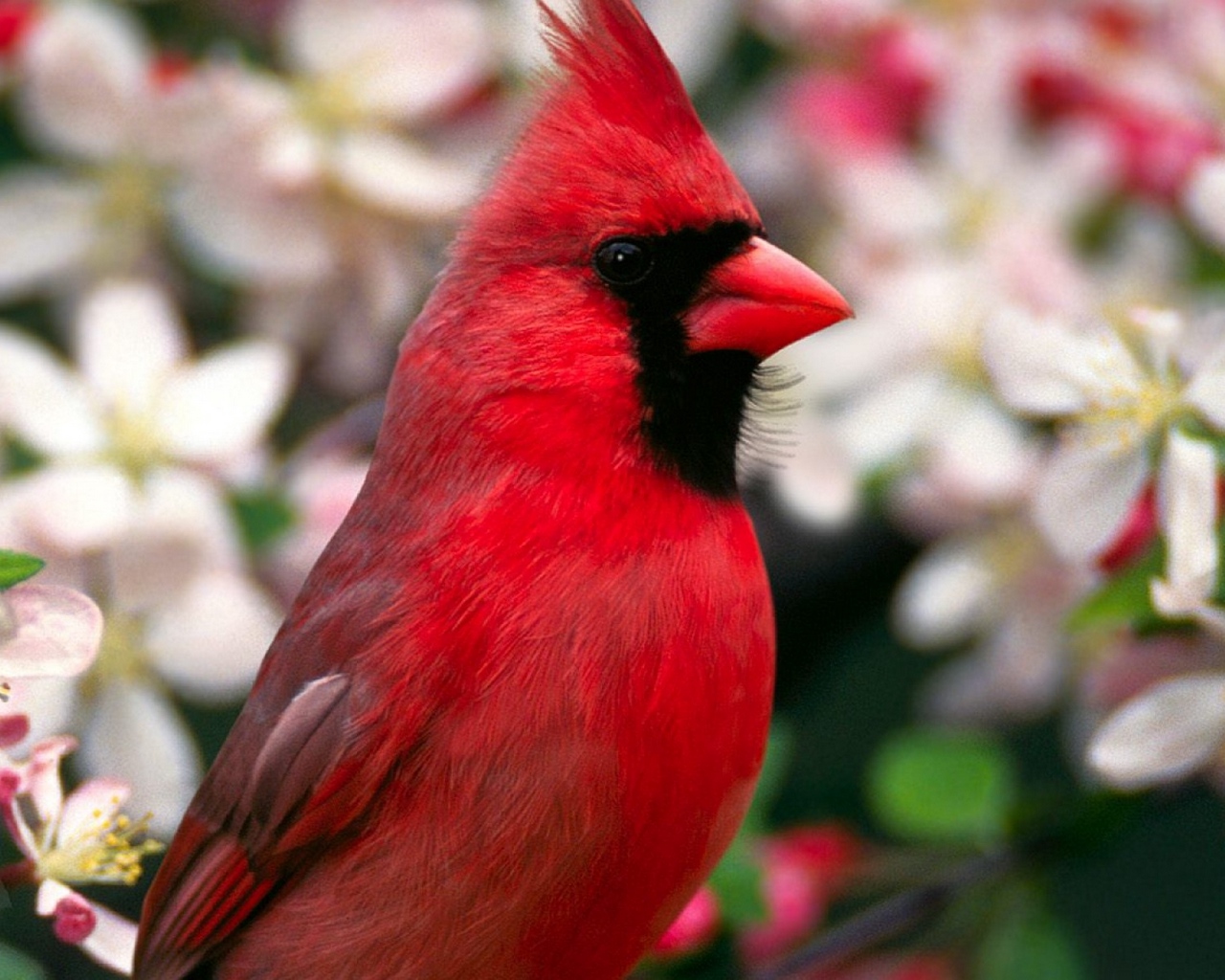 Wallpaper Red Bird Feathers Beautiful