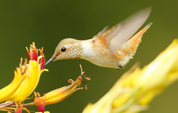 Wallpaper Hummingbird Bird Beak Flower Animals
