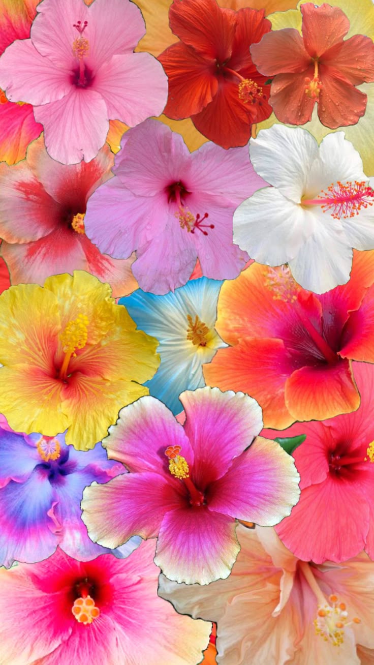 Hibiscus Flower Wallpaper Aesthetic