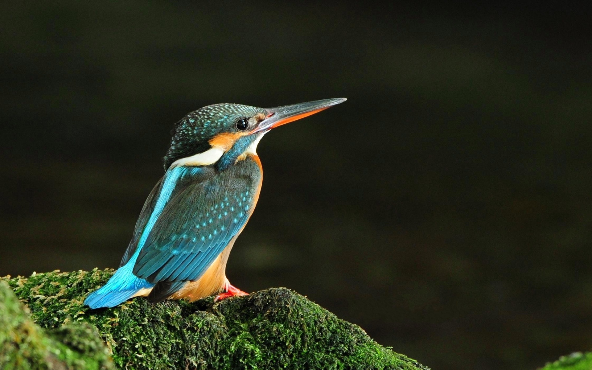 Bird Wallpaper