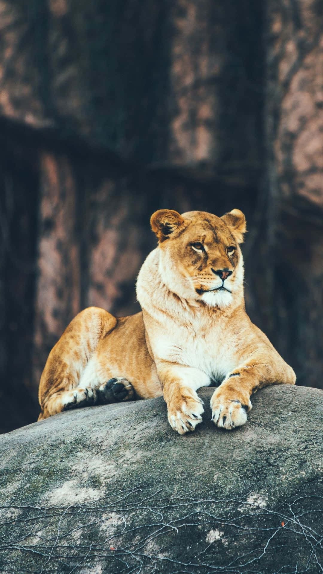 Animals iPhone Wallpaper