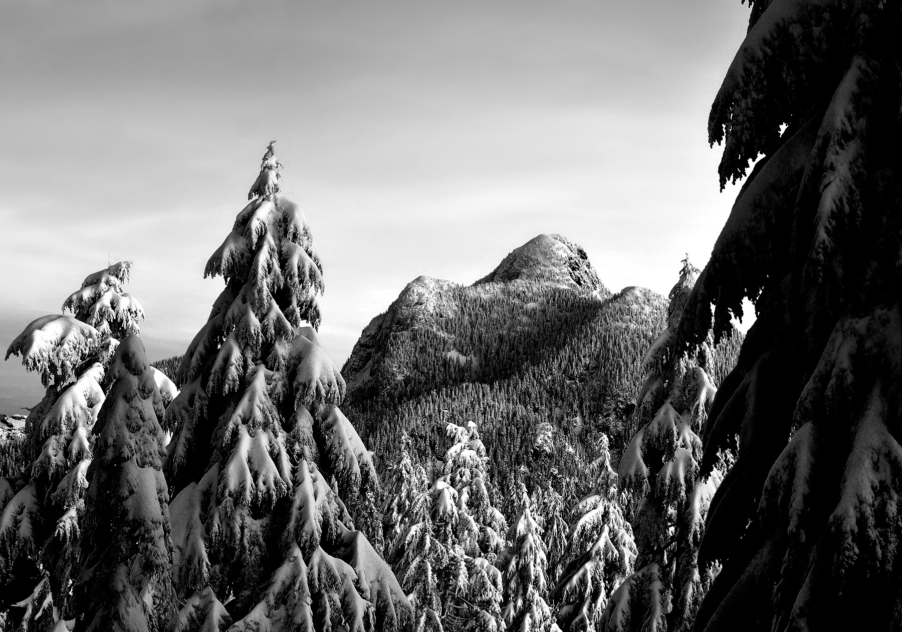 Trees Bw Forest Snow Winter Mountains Black White Monochrome Wallpaper