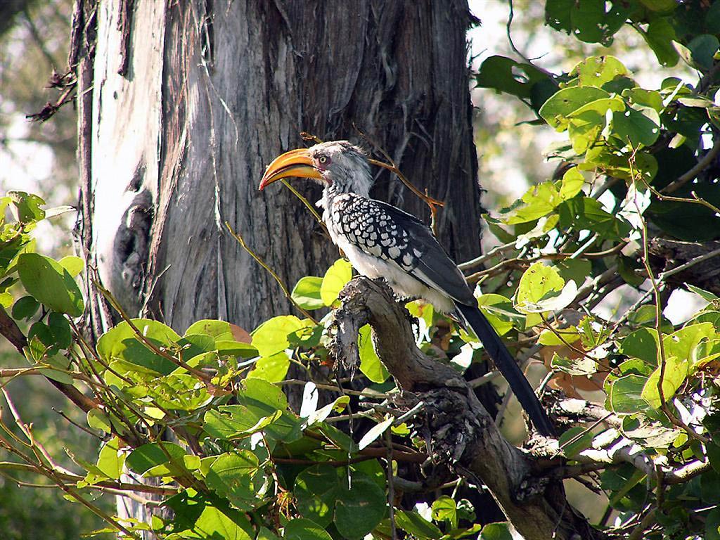 Read Rmation About The Yellow Billed Hornbill