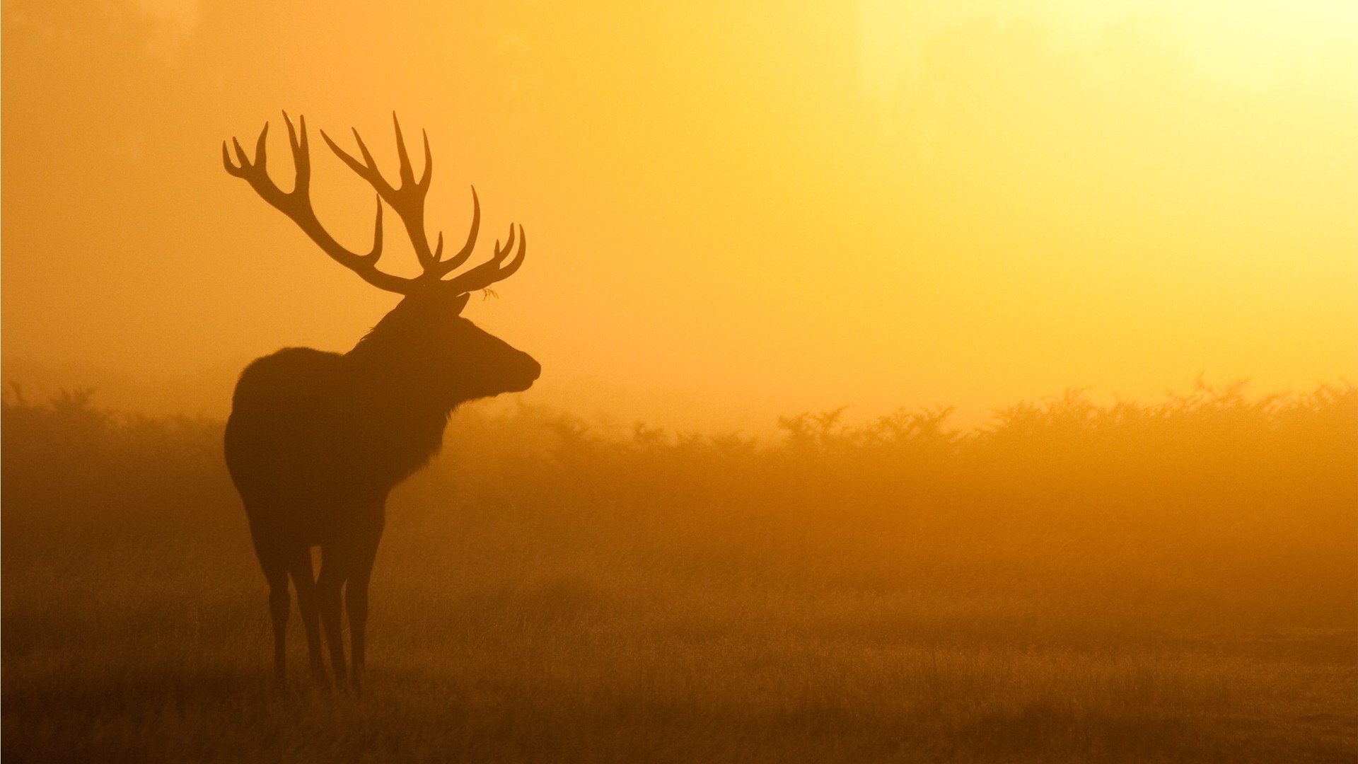Download Deer silhouette wallpaper