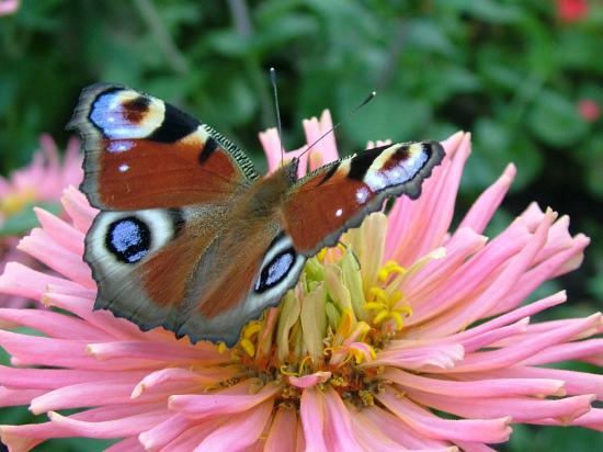Fantastic Butterflies screensaver brings you 29 colorful images of