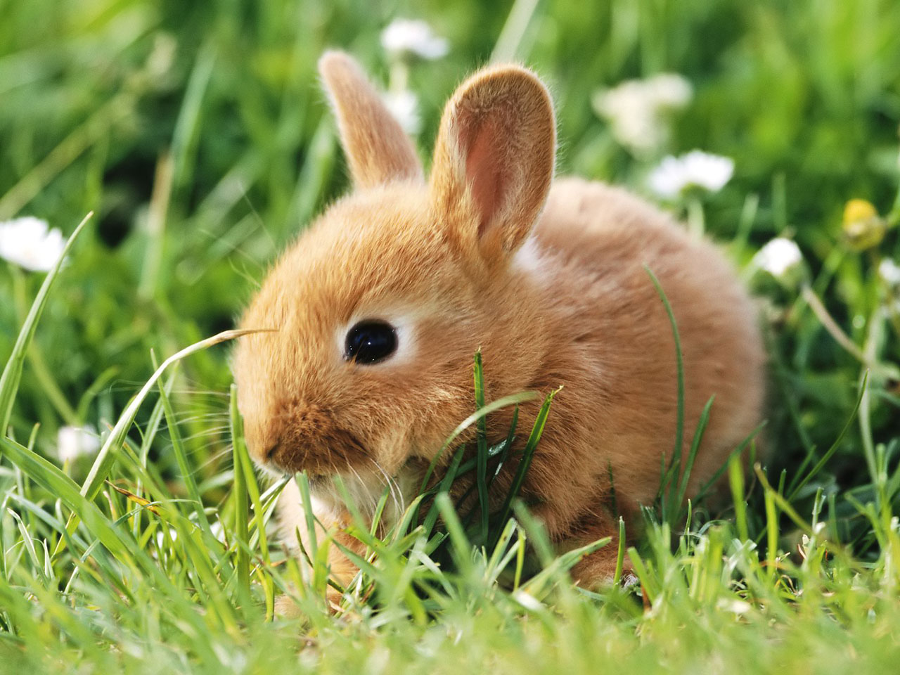 HD WALLPAPERS Cute Rabbits
