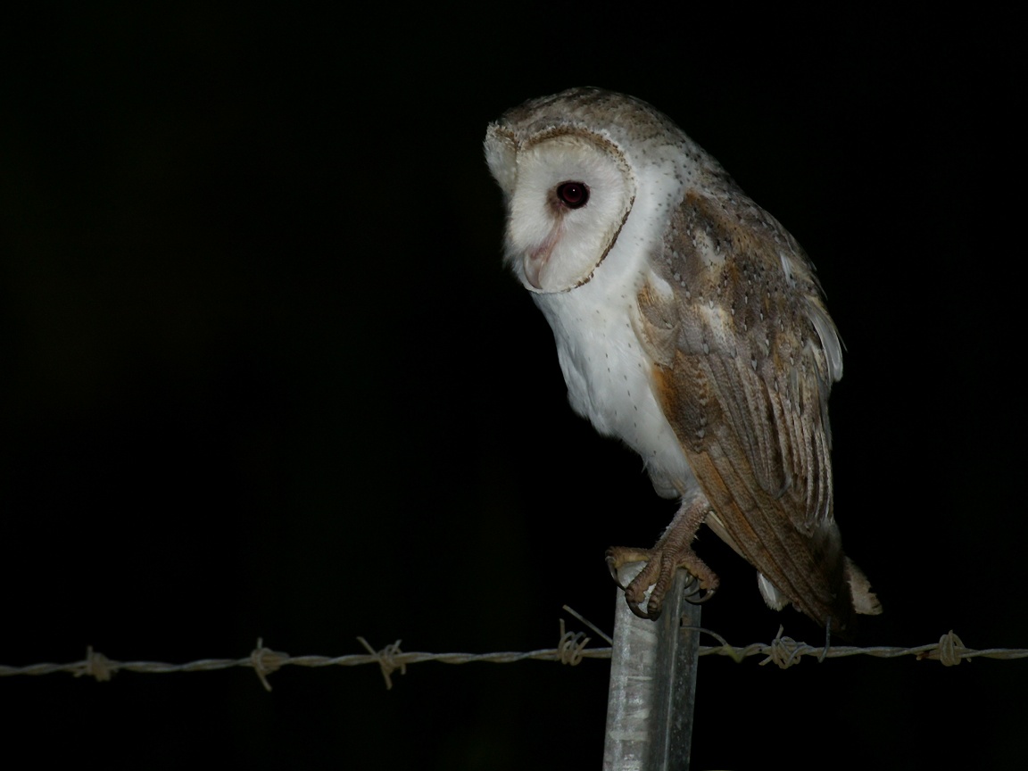 Barn Owl Background My Wallpaper Home