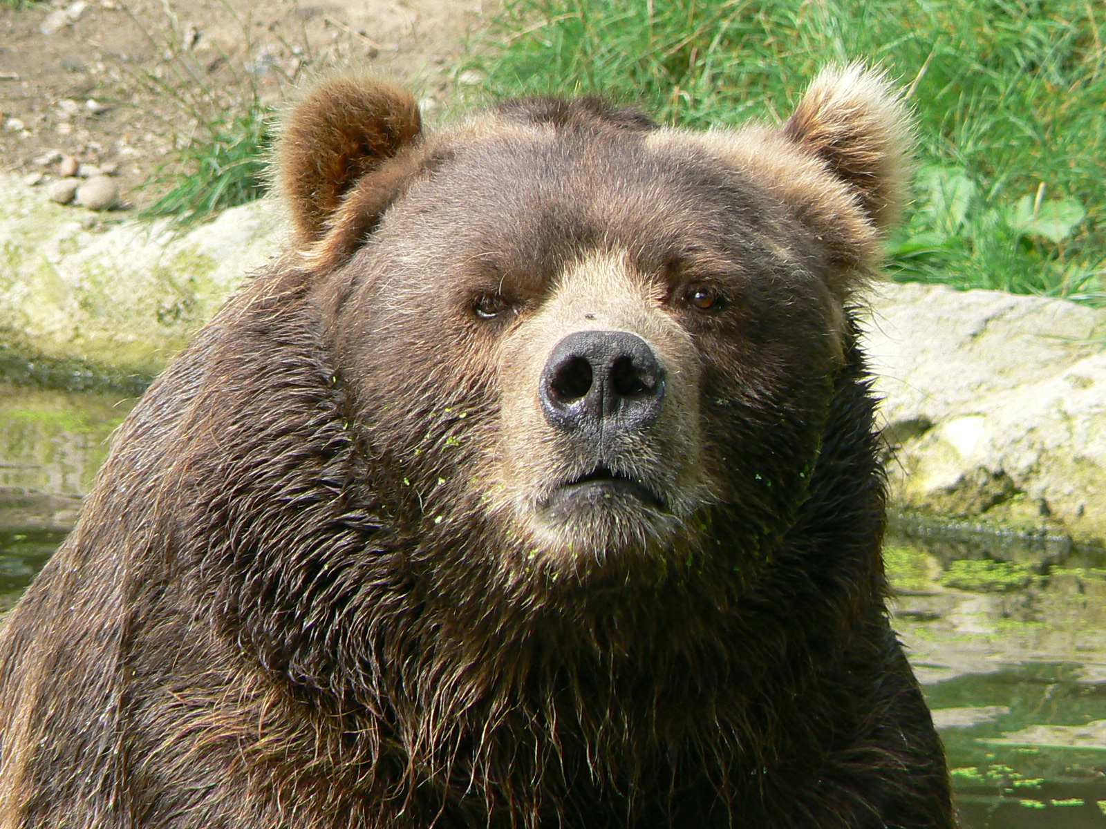 Description Male Kodiak Bear Face Jpg