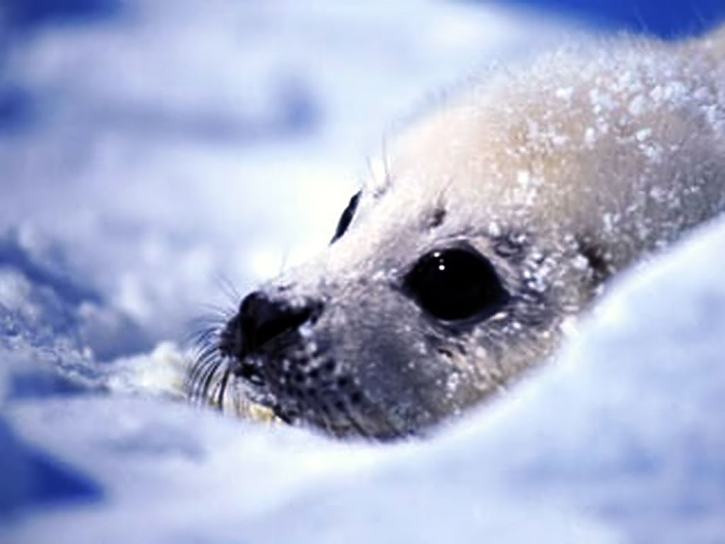 Seal Wallpaper Cute Water Photos Gallery