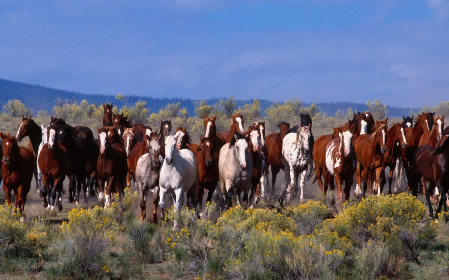 Wallpaper The Herd Of Wild Horses X Widescreen Desktop